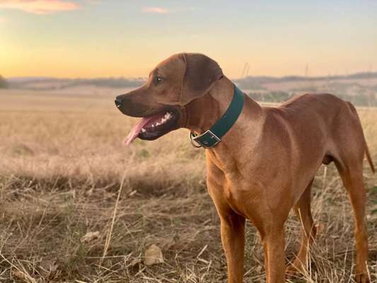 Dein Hund im Dogorama-Kalender 2021-Beitrag-Bild