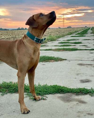 Dein Hund im Dogorama-Kalender 2021-Beitrag-Bild