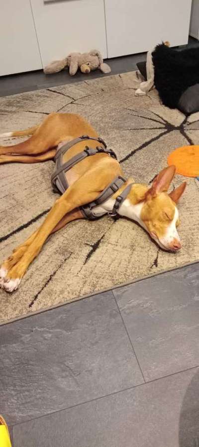 Hund aus dem Spanischen Tierschutz-Beitrag-Bild