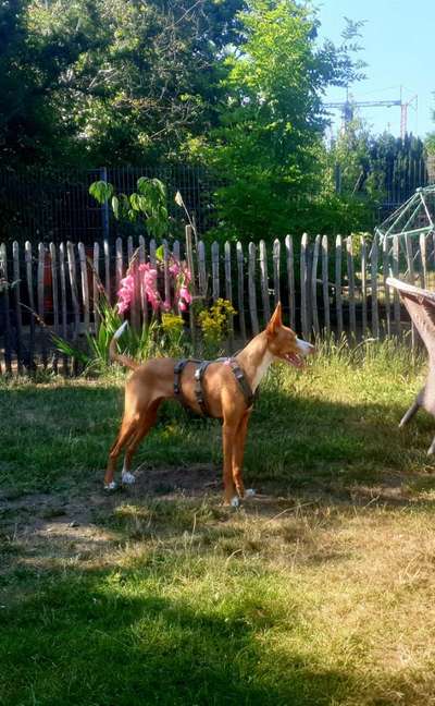 Hund aus dem Spanischen Tierschutz-Beitrag-Bild