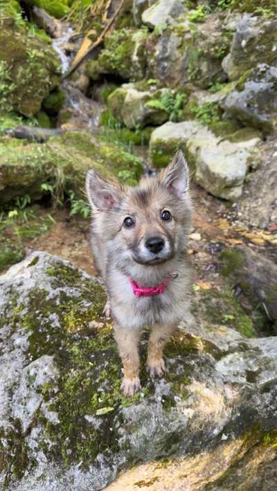 Hundetreffen-Gassi Gruppe (73035)-Bild