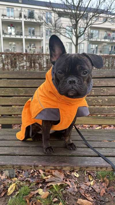 Hundekleidung - Top oder Flop-Beitrag-Bild