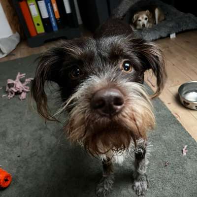 Hundetreffen-Gemeinsame Spaziergänge-Bild