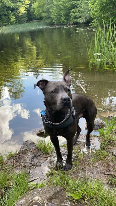 Dogorama-Monats-Challenge-Mai "Wasser"-Beitrag-Bild