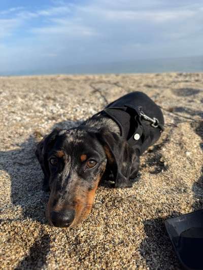 Hundetreffen-Welpentreff für Gassirunde/Spielen-Bild