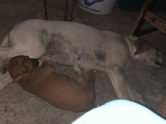 Das erste Bild eures Hundes-Beitrag-Bild