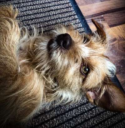 CHALLENGE NR. 19 - Der Hundeblick-Beitrag-Bild