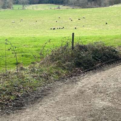 Hundeauslaufgebiet-Weiberrast Pfaffenhofen-Bild