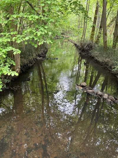 Hundeauslaufgebiet-Nöttinger Viehweide-Bild