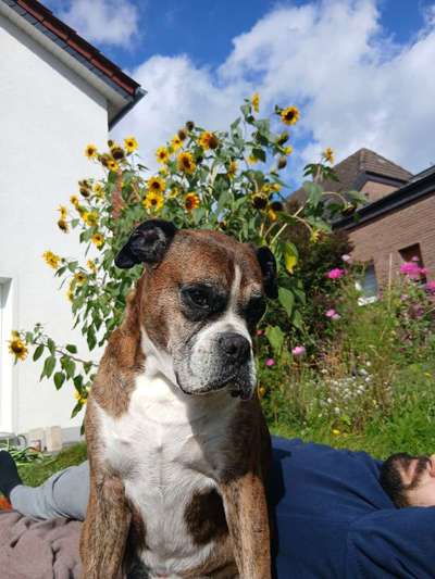 Hundetreffen-Senioren Freundschaften-Bild