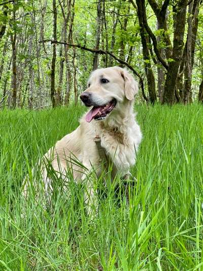 Wo sind die Golden Retriever Liebhaber?-Beitrag-Bild