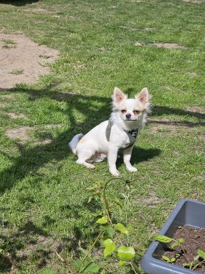 Hundetreffen-Hunde Kumpels gesucht :)-Bild