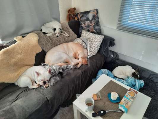 Dogorama Photo Challenge - Die besten Hundebuddys-Beitrag-Bild