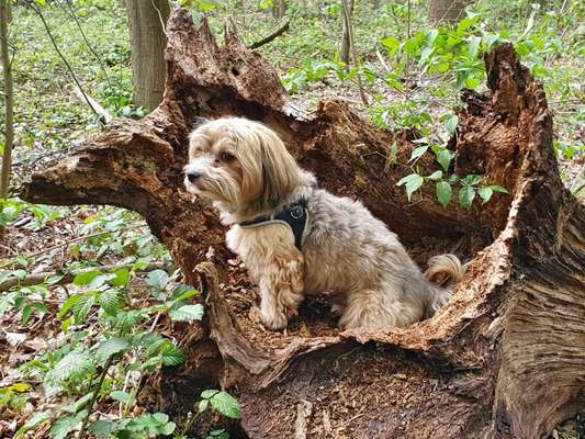 Die Dogorama Kalender Challenge 4/4-Beitrag-Bild