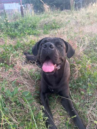 Hundetreffen-Spiel- und Gassirunde-Bild