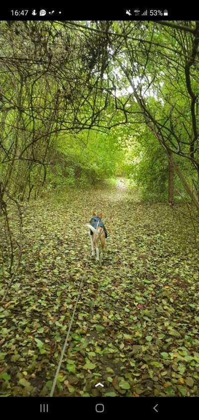 Hundetreffen-Lange Spaziergänge-Bild