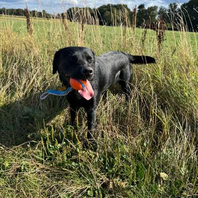 Hundetreffen-Gassi oder Spielrunden 🐾-Bild