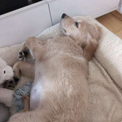 Hundetreffen-Welpentreffen-Bild