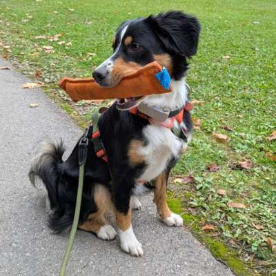 Spaziergang am See - andere Hundehalter-Beitrag-Bild