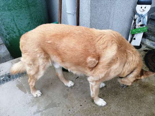 Runder Fellfleck,wie kommts🤔??-Beitrag-Bild