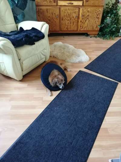 Pfoten lecken exessiv-Beitrag-Bild