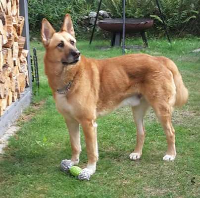 Schäferhund-Beitrag-Bild