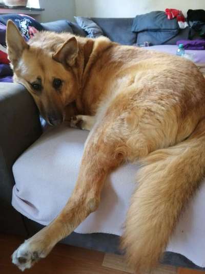 Mischlingshunde Foto Aufruf-Beitrag-Bild