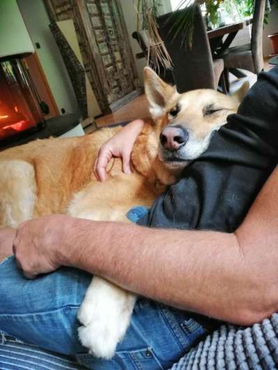 Hunde vom Tierschutzverein 🐕♥️-Beitrag-Bild