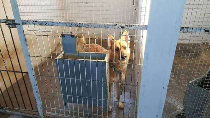 Hunde vom Tierschutzverein 🐕♥️-Beitrag-Bild