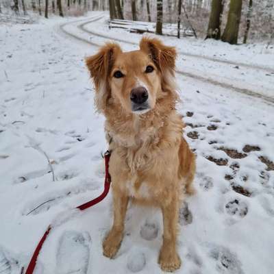 Hundetreffen-Spielrunde