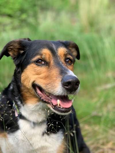 CHALLENGE NR. 19 - Der Hundeblick-Beitrag-Bild