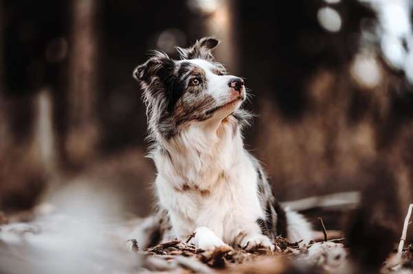 Foto's und Hundemodels-Beitrag-Bild