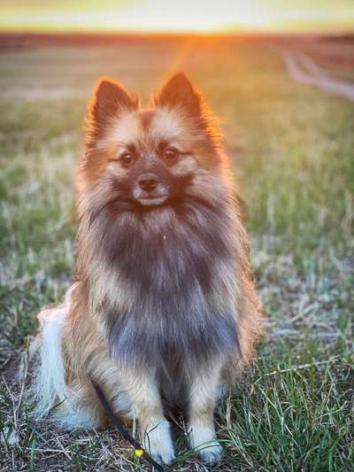 Foto's und Hundemodels-Beitrag-Bild