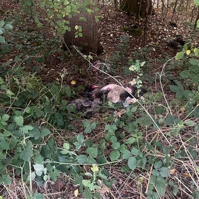 Giftköder-Wildreste-Bild