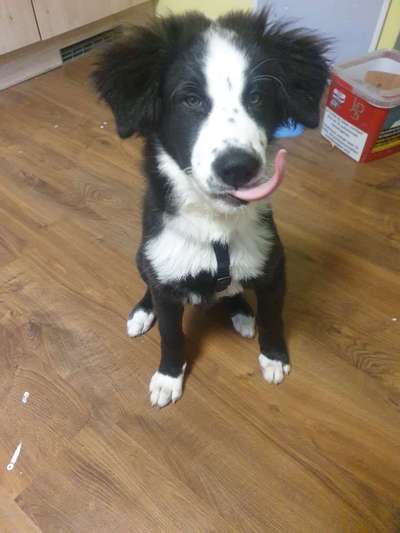 Hundetreffen-Freunde zum spielen-Bild