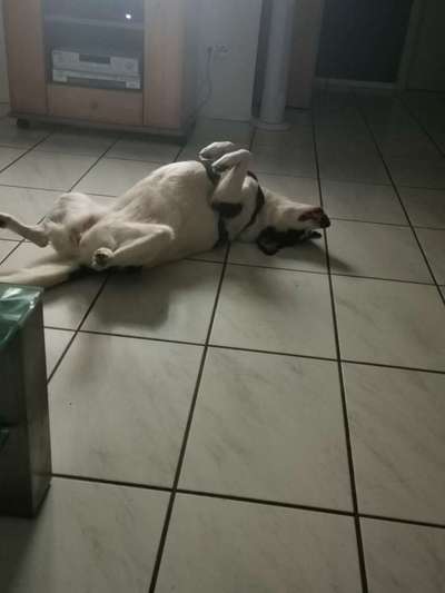 Auslandstierschutz-Beitrag-Bild