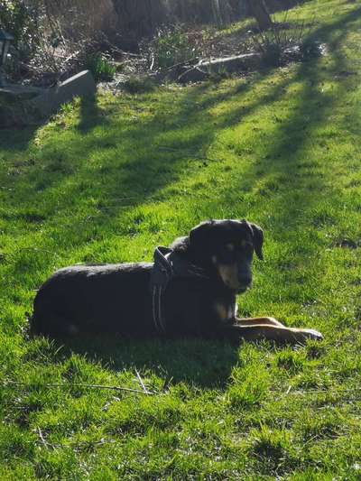 Tierschutzhunde suchen ein Zuhause-Beitrag-Bild