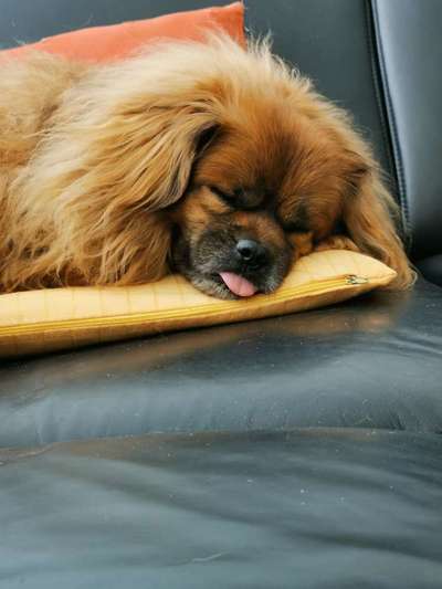 Auslandstierschutz-Beitrag-Bild