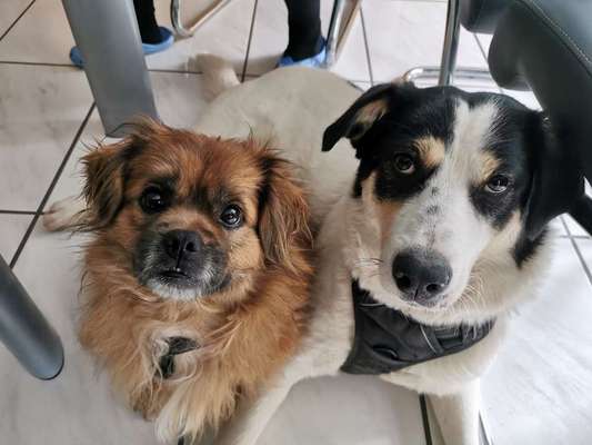 Auslandstierschutz-Beitrag-Bild