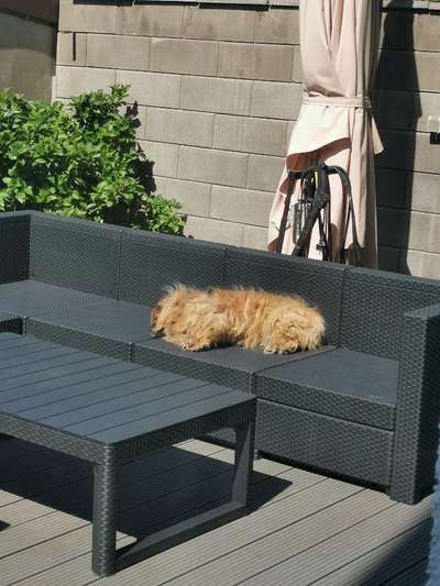 Auslandstierschutz-Beitrag-Bild