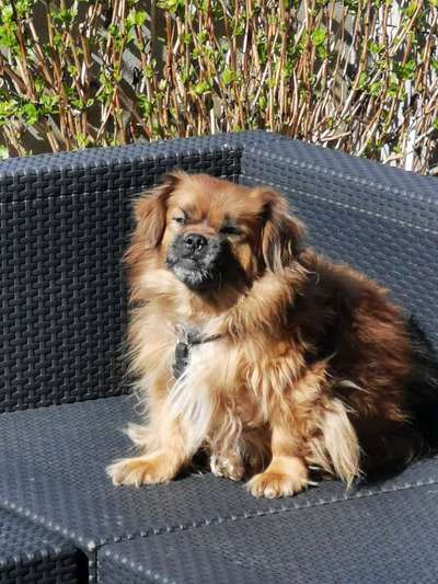 Auslandstierschutz-Beitrag-Bild