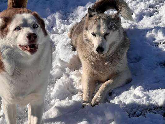 Husky-Beitrag-Bild