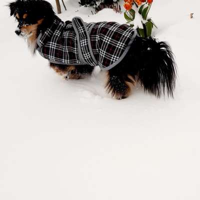 Hundetreffen-Neue Hundefreunde zum Gassi gehen und Spielen-Bild