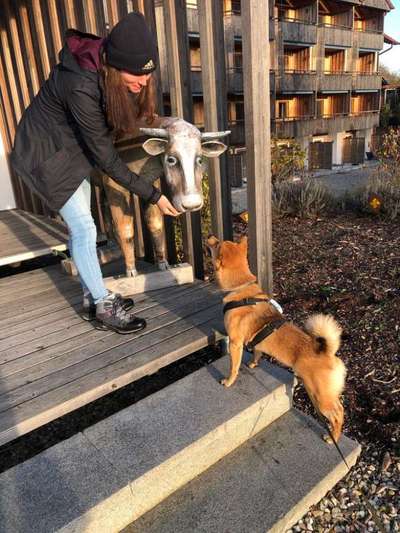 Hundetreffen-GassiFreunde gesucht-Bild