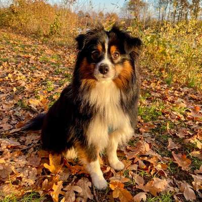 Hundetreffen-Gemeinsame Gassirunde-Bild