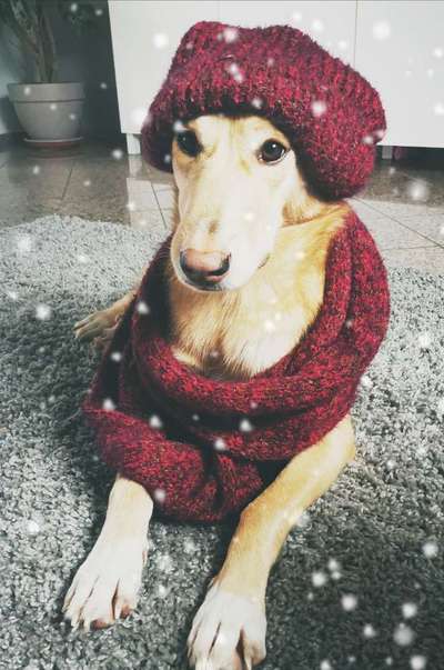 Challenge Nr. 8  Dein Hund im Weihnachtslook-Beitrag-Bild