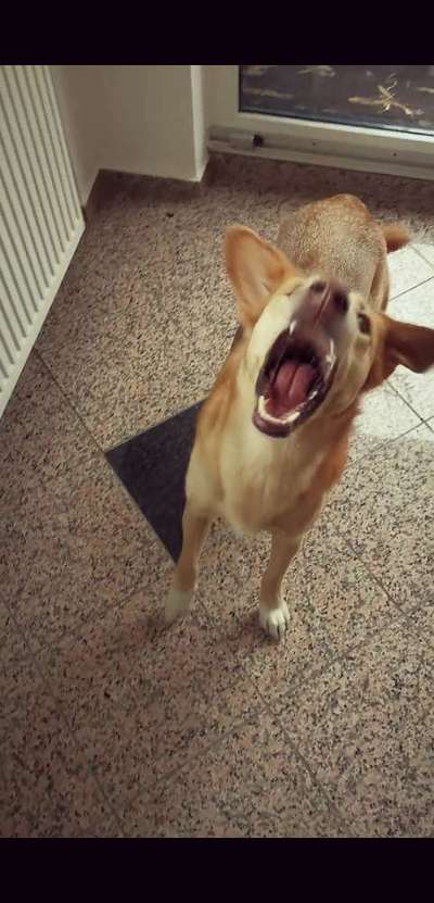 Challenge Nummer 7                          Schnapp das Leckerlie-Beitrag-Bild