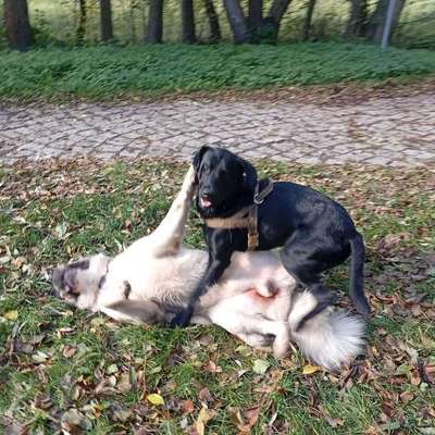 Hundetreffen-⭐Spielrunde-Bild