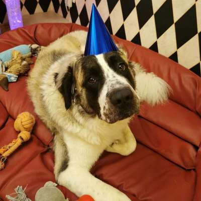 Hundetreffen-⭐ Spielrunde ⭐