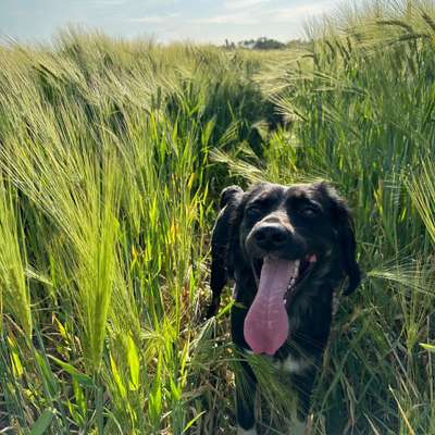 Hundetreffen-Gemeinsamer Spaziergang mit verspieltem(r) aber souveränem(r) Hund/Hündin gesucht-Bild